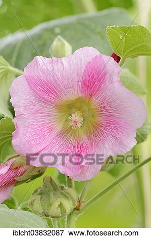 "Hollyhock (Alcea rosea, Althaea rosea, Althaea chinensis), flower, North Rhine-Westphalia, Germany, Europe" View Large Photo Image Stock Photo - "Hollyhock (Alcea rosea, Althaea rosea, Althaea chinensis), flower, North Rhine-Westphalia, Germany, Europe". Fotosearch