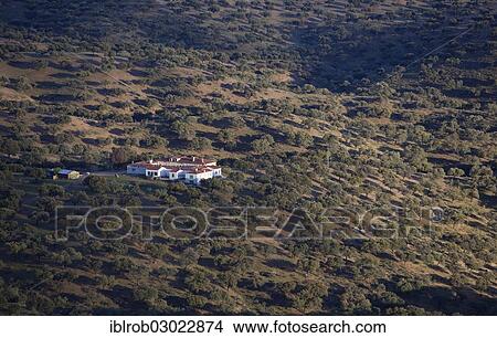 "Holm Oak or Holly Oak forest with finca, Extremadura, Spain, Europe" View Large Photo Image Picture - "Holm Oak or Holly Oak forest with finca, Extremadura, Spain, Europe". Fotosearch