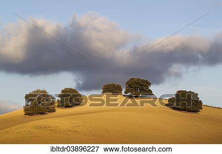 "Holm Oaks (Quercus ilex) on a cultivated field, Malaga province, Andalusia, Spain, Europe" View Large Photo Image Stock Photo - "Holm Oaks (Quercus ilex) on a cultivated field, Malaga province, Andalusia, Spain, Europe". Fotosearch