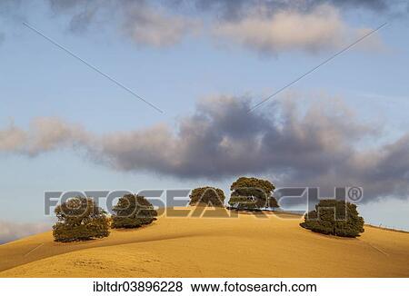 "Holm Oaks (Quercus ilex) on a cultivated field, Malaga province, Andalusia, Spain, Europe" View Large Photo Image Stock Photo - "Holm Oaks (Quercus ilex) on a cultivated field, Malaga province, Andalusia, Spain, Europe". Fotosearch