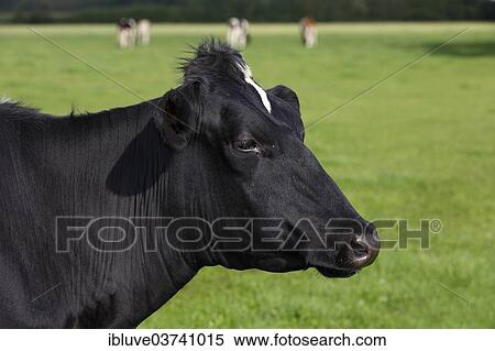 "Holstein Friesian dairy cow in the pasture, portrait" View Large Photo Image Stock Photography - "Holstein Friesian dairy cow in the pasture, portrait". Fotosearch