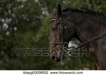 "Holsteiner horse with pelham roundings, portrait, Germany, Europe" View Large Photo Image Stock Image - "Holsteiner horse with pelham roundings, portrait, Germany, Europe". Fotosearch