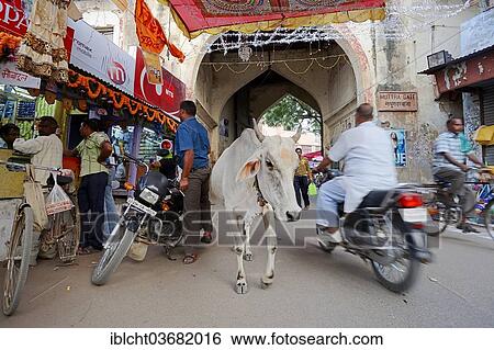 Stock Photograph - "Holy cow, domestic cattle on a shopping street during the Diwali, Divali or Deepavali Festival of Lights, Bharatpur, Rajasthan, India, Asia". Fotosearch