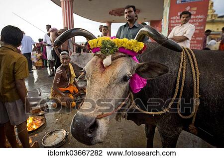 "Holy cow, Hindu priest with pilgrims during a fire ritual at the Ghat Agni Theertham, Rameswaram, Pamban Island, Tamil Nadu, India, Asia" View Large Photo Image Stock Image - "Holy cow, Hindu priest with pilgrims during a fire ritual at the Ghat Agni Theertham, Rameswaram, Pamban Island, Tamil Nadu, India, Asia". Fotosearch