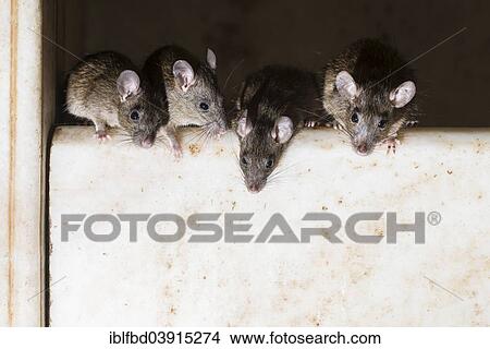 Picture - "Holy rats, Karni Mata Temple or Temple of Rats, Deshnoke, Rajasthan, India, Asia". Fotosearch