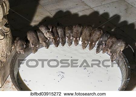 "Holy rats, Karni Mata Temple or Temple of Rats, Deshnoke, Rajasthan, India, Asia" View Large Photo Image Stock Image - "Holy rats, Karni Mata Temple or Temple of Rats, Deshnoke, Rajasthan, India, Asia". Fotosearch