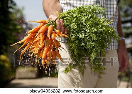 "Home grown bunch of carrots held by a man, Hampshire, England, United Kingdom, Europe" View Large Photo Image Stock Image - "Home grown bunch of carrots held by a man, Hampshire, England, United Kingdom, Europe". Fotosearch