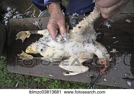 "Home slaughtering, freshly slaughtered duck being plucked, Middle Franconia, Bavaria, Germany, Europe" View Large Photo Image Stock Image - "Home slaughtering, freshly slaughtered duck being plucked, Middle Franconia, Bavaria, Germany, Europe". Fotosearch