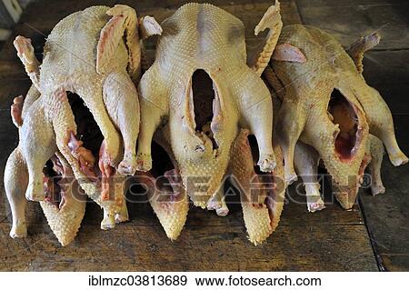 "Home slaughtering, freshly slaughtered and plucked ducks, Middle Franconia, Bavaria, Germany, Europe" View Large Photo Image Stock Photo - "Home slaughtering, freshly slaughtered and plucked ducks, Middle Franconia, Bavaria, Germany, Europe". Fotosearch