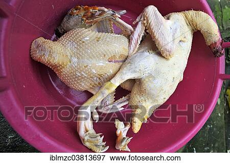 "Home slaughtering, freshly slaughtered ducks in a plastic tub, Middle Franconia, Bavaria, Germany, Europe" View Large Photo Image Stock Photo - "Home slaughtering, freshly slaughtered ducks in a plastic tub, Middle Franconia, Bavaria, Germany, Europe". Fotosearch