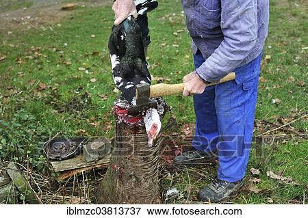 Stock Photo - "Home slaughtering on a farm, duck being slaughtered, Middle Franconia, Bavaria, Germany, Europe". Fotosearch