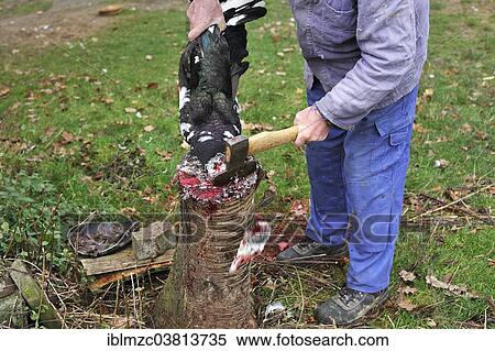"Home slaughtering on a farm, duck being slaughtered, Middle Franconia, Bavaria, Germany, Europe" View Large Photo Image Stock Photography - "Home slaughtering on a farm, duck being slaughtered, Middle Franconia, Bavaria, Germany, Europe". Fotosearch