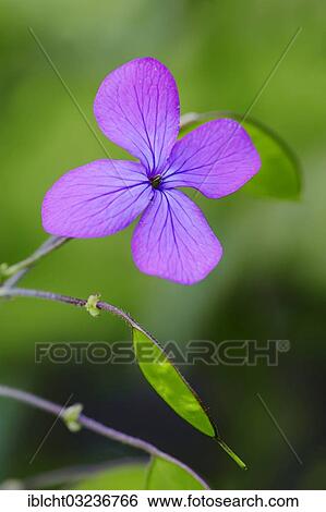 "Honesty or Annual Honesty (Lunaria annua), flowering, North Rhine-Westphalia, Germany, Europe" View Large Photo Image Stock Photograph - "Honesty or Annual Honesty (Lunaria annua), flowering, North Rhine-Westphalia, Germany, Europe". Fotosearch
