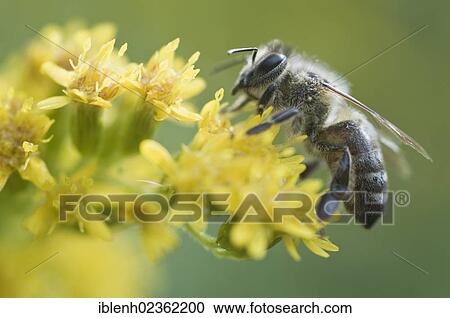 "Honey Bee (Apis mellifera), Haren, Emsland, Lower Saxony, Germany, Europe" View Large Photo Image Stock Image - "Honey Bee (Apis mellifera), Haren, Emsland, Lower Saxony, Germany, Europe". Fotosearch