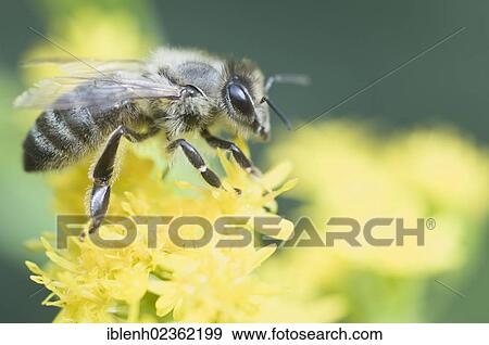 Stock Photo - "Honey Bee (Apis mellifera), Haren, Emsland, Lower Saxony, Germany, Europe". Fotosearch