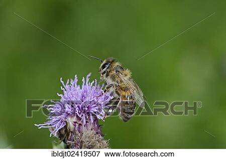 Honey Bee (Apis mellifera) on a thistle, Norfolk, England, United Kingdom, Europe View Large Photo Image Stock Photo - Honey Bee (Apis mellifera) on a thistle, Norfolk, England, United Kingdom, Europe. Fotosearch