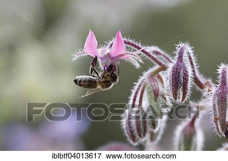 Honey Bee (Apis mellifera) on Borage flower (Borago officinalis) View Large Photo Image Stock Photo - Honey Bee (Apis mellifera) on Borage flower (Borago officinalis). Fotosearch