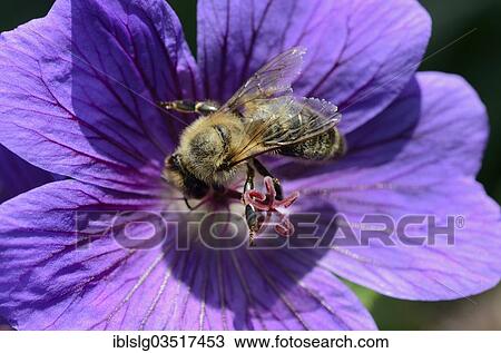 "Honey Bee (Apis mellifera, var carnica) collecting nectar from the flower of a Meadow Cranesbill" View Large Photo Image Stock Image - "Honey Bee (Apis mellifera, var carnica) collecting nectar from the flower of a Meadow Cranesbill". Fotosearch
