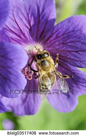 "Honey Bee (Apis mellifera, var carnica) collecting nectar from the flower of a Meadow Cranesbill" View Large Photo Image Stock Photo - "Honey Bee (Apis mellifera, var carnica) collecting nectar from the flower of a Meadow Cranesbill". Fotosearch