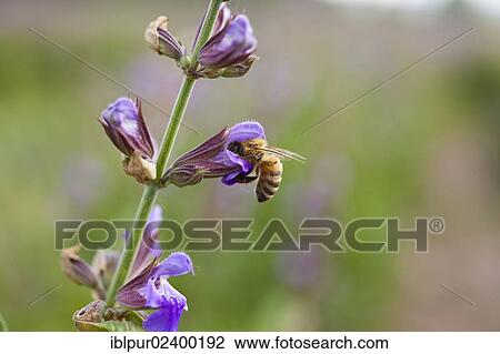 Stock Image - "Honey Bee (Apis) on the violet flowers of Sage (Salvia officinalis), medicinal plant of the year 2003". Fotosearch
