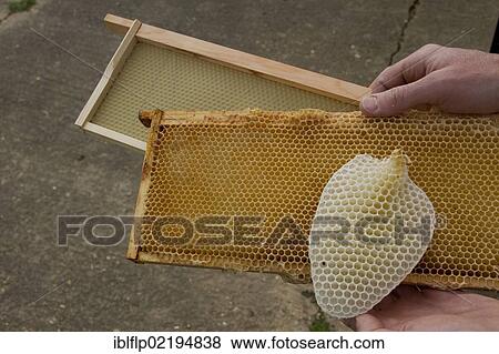 Stock Photo - "Honey bee hive wax frames, furthest has a new wax foundation, next is a wax frame that is being reused after honey has been removed, nearest is a natural honeycomb". Fotosearch
