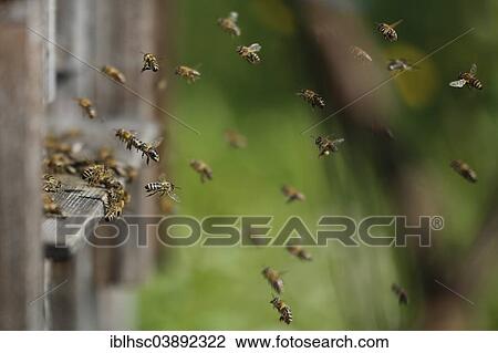 "Honey Bees (Apis mellifera), at the entrance to the hive, Bavaria, Germany, Europe" View Large Photo Image Stock Image - "Honey Bees (Apis mellifera), at the entrance to the hive, Bavaria, Germany, Europe". Fotosearch