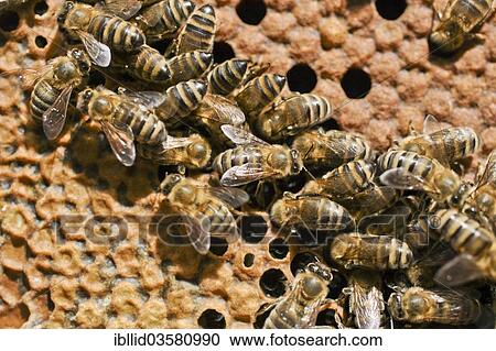 Honey bees (Apis mellifera) on a honeycomb in the hive View Large Photo Image Stock Image - Honey bees (Apis mellifera) on a honeycomb in the hive. Fotosearch