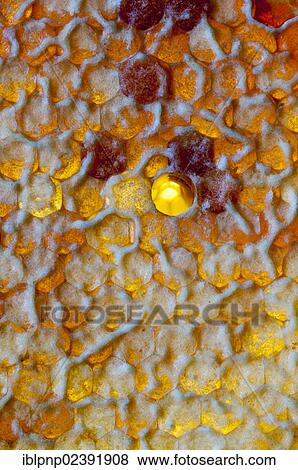 "Honey comb, the cells closed with an operculum" View Large Photo Image Stock Photo - "Honey comb, the cells closed with an operculum". Fotosearch