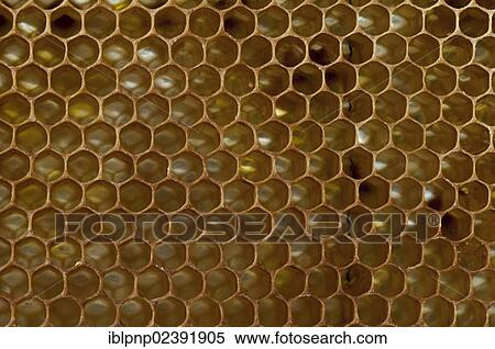 Stock Photography - "Honey comb, the cells closed with an operculum". Fotosearch