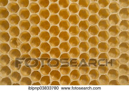 Honey combs View Large Photo Image Stock Image - Honey combs. Fotosearch