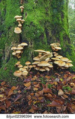 Picture - "Honey fungus (Armillaria) growing on an old moss-covered beech trunk (Fagus sylvatica), Krombach, Kreuztal, Siegerland region, Siegen-Wittgenstein district, North Rhine-Westphalia, Germany, Europe". Fotosearch
