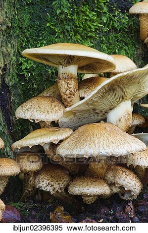 "Honey fungus (Armillaria) growing on an old moss-covered beech trunk (Fagus sylvatica), Krombach, Kreuztal, Siegerland region, Siegen-Wittgenstein district, North Rhine-Westphalia, Germany, Europe" View Large Photo Image Stock Photography - "Honey fungus (Armillaria) growing on an old moss-covered beech trunk (Fagus sylvatica), Krombach, Kreuztal, Siegerland region, Siegen-Wittgenstein district, North Rhine-Westphalia, Germany, Europe". Fotosearch