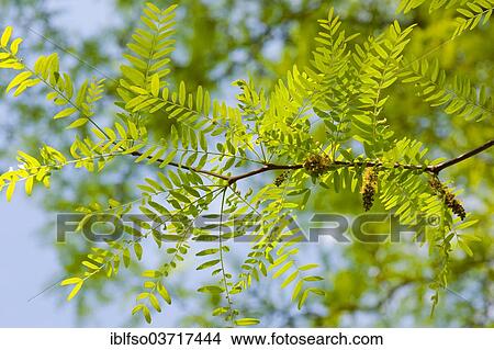 "Honey Locust or Thorny Locust (Gleditsia triacanthos), leaves and flowers, Thuringia, Germany, Europe" View Large Photo Image Picture - "Honey Locust or Thorny Locust (Gleditsia triacanthos), leaves and flowers, Thuringia, Germany, Europe". Fotosearch