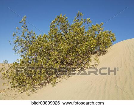 "Honey Mesquite (Prosopis glandulosa torreyana) blooming in spring on a dune, Mesquite Flat Sand Dunes, Death Valley, Death Valley National Park, California, USA" View Large Photo Image Stock Photograph - "Honey Mesquite (Prosopis glandulosa torreyana) blooming in spring on a dune, Mesquite Flat Sand Dunes, Death Valley, Death Valley National Park, California, USA". Fotosearch