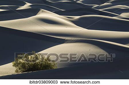"Honey Mesquite tree (Prosopis glandulosa torreyana) on the Mesquite Flat Sand Dunes in the early morning, Death Valley, Death Valley National Park, California, USA" View Large Photo Image Stock Image - "Honey Mesquite tree (Prosopis glandulosa torreyana) on the Mesquite Flat Sand Dunes in the early morning, Death Valley, Death Valley National Park, California, USA". Fotosearch