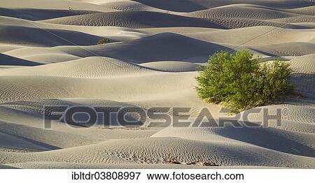 "Honey Mesquite tree (Prosopis glandulosa torreyana) on the Mesquite Flat Sand Dunes in the early morning, Death Valley, Death Valley National Park, California, USA" View Large Photo Image Stock Photo - "Honey Mesquite tree (Prosopis glandulosa torreyana) on the Mesquite Flat Sand Dunes in the early morning, Death Valley, Death Valley National Park, California, USA". Fotosearch