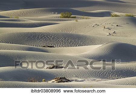 "Honey Mesquite trees (Prosopis glandulosa torreyana) on the Mesquite Flat Sand Dunes in the early morning, Death Valley, Death Valley National Park, California, USA" View Large Photo Image Stock Photograph - "Honey Mesquite trees (Prosopis glandulosa torreyana) on the Mesquite Flat Sand Dunes in the early morning, Death Valley, Death Valley National Park, California, USA". Fotosearch