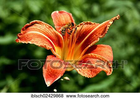 Honeybee (Apis) feeding on a red lily (Lilium) View Large Photo Image Stock Photo - Honeybee (Apis) feeding on a red lily (Lilium). Fotosearch