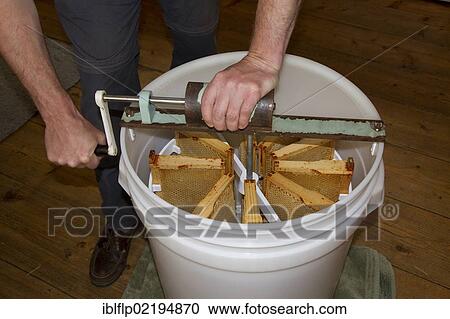 Honeycomb frames are placed into a spinning drum and then spun at high speed to separate the honey from the comb View Large Photo Image Stock Image - Honeycomb frames are placed into a spinning drum and then spun at high speed to separate the honey from the comb. Fotosearch