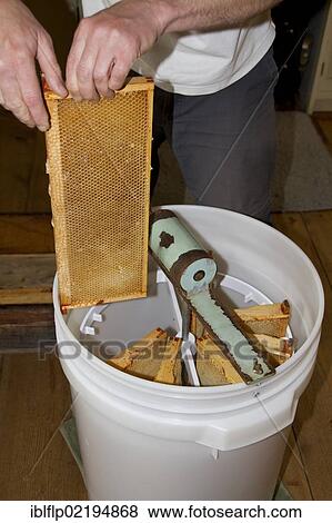 Stock Photo - Honeycomb frames are placed into a spinning drum and then spun at high speed to separate the honey from the comb. Fotosearch