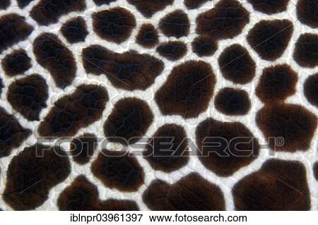 "Honeycomb Moray or Laced Moray (Gymnothorax favagineus), detail of the skin, Indian Ocean, Embudu, South Male Atoll, Maldives, Asia" View Large Photo Image Stock Photo - "Honeycomb Moray or Laced Moray (Gymnothorax favagineus), detail of the skin, Indian Ocean, Embudu, South Male Atoll, Maldives, Asia". Fotosearch
