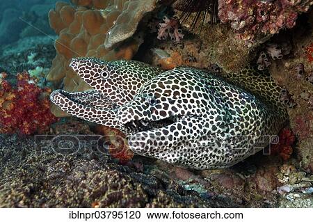 "Honeycomb Morays (Gymnothorax favagineus) pair in a hole in the coral reef, UNESCO World Heritage Site, Great Barrier Reef, Australia, Pacific Ocean, Oceania" View Large Photo Image Stock Image - "Honeycomb Morays (Gymnothorax favagineus) pair in a hole in the coral reef, UNESCO World Heritage Site, Great Barrier Reef, Australia, Pacific Ocean, Oceania". Fotosearch
