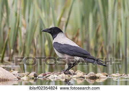 "Hooded Crow (Corvus corone cornix), Mecklenburg-Western Pomerania, Germany, Europe" View Large Photo Image Picture - "Hooded Crow (Corvus corone cornix), Mecklenburg-Western Pomerania, Germany, Europe". Fotosearch