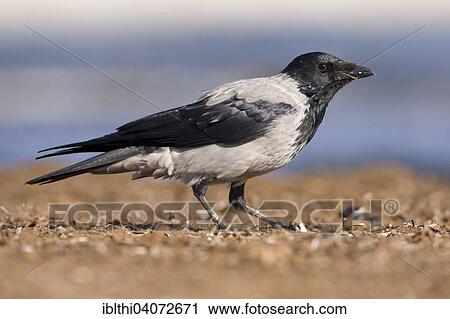 "Hooded Crow (Corvus corone cornix), foraging, feeding, Corvidae, Middle Elbe Biosphere Reserve, Saxony-Anhalt, Germany, Europe" View Large Photo Image Stock Image - "Hooded Crow (Corvus corone cornix), foraging, feeding, Corvidae, Middle Elbe Biosphere Reserve, Saxony-Anhalt, Germany, Europe". Fotosearch