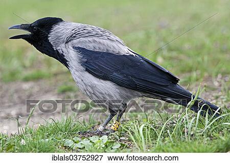 "Hooded Crow (Corvus corone cornix), Vienna State, Austria, Europe" View Large Photo Image Stock Photo - "Hooded Crow (Corvus corone cornix), Vienna State, Austria, Europe". Fotosearch