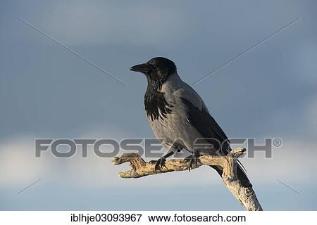 "Hooded Crow (Corvus corone cornix), Molde, Norway, Europe" View Large Photo Image Stock Photo - "Hooded Crow (Corvus corone cornix), Molde, Norway, Europe". Fotosearch