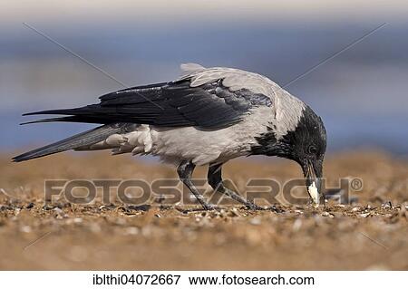 "Hooded Crow (Corvus corone cornix), foraging, feeding, Corvidae, Middle Elbe Biosphere Reserve, Saxony-Anhalt, Germany, Europe" View Large Photo Image Stock Photo - "Hooded Crow (Corvus corone cornix), foraging, feeding, Corvidae, Middle Elbe Biosphere Reserve, Saxony-Anhalt, Germany, Europe". Fotosearch