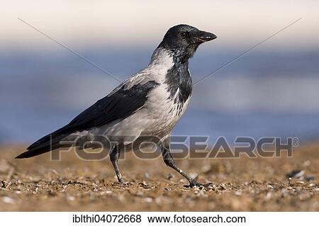 "Hooded Crow (Corvus corone cornix), foraging, feeding, Corvidae, Middle Elbe Biosphere Reserve, Saxony-Anhalt, Germany, Europe" View Large Photo Image Stock Photo - "Hooded Crow (Corvus corone cornix), foraging, feeding, Corvidae, Middle Elbe Biosphere Reserve, Saxony-Anhalt, Germany, Europe". Fotosearch