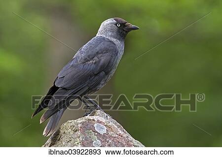 "Hooded Crow (Corvus corone), Schleswig-Holstein, Germany, Europe" View Large Photo Image Stock Image - "Hooded Crow (Corvus corone), Schleswig-Holstein, Germany, Europe". Fotosearch