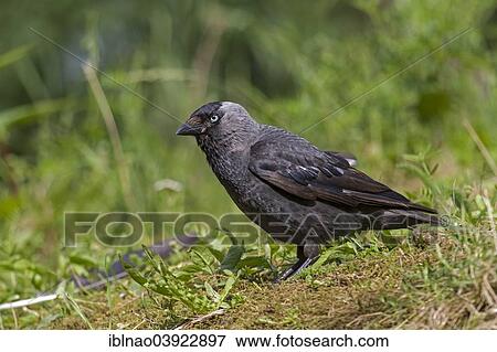"Hooded Crow (Corvus corone), Schleswig-Holstein, Germany, Europe" View Large Photo Image Stock Photo - "Hooded Crow (Corvus corone), Schleswig-Holstein, Germany, Europe". Fotosearch